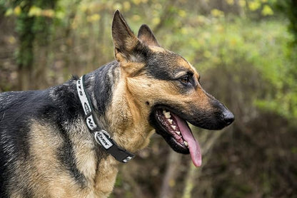 Pets First NFL New York Jets Licensed PET COLLAR, Large - Heavy-Duty, Strong, and Durable Dog Collar. Available in 31 Football Teams and 4 Sizes