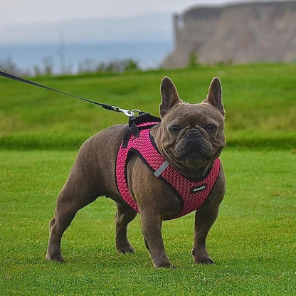 Best Pet Supplies Voyager Step-in Air Harness - All Weather Mesh, Reflective, No Pull Harness for Dogs, Cats - Secure with Hook & Loop Fastener, Buckle, Double D-Rings - Fuchsia 2-Tone, L