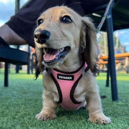Best Pet Supplies Voyager Step-in Air Harness - All Weather Mesh, Reflective, No Pull Harness for Dogs, Cats - Secure with Hook & Loop Fastener, Buckle, Double D-Rings - Pink/Black Trim, M