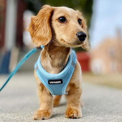 Best Pet Supplies Voyager Step-in Air All Weather Mesh Harness and Reflective Dog 5ft Leash Combo with Neoprene Handle, for Small, Medium and Large Breed Puppies - Set (Baby Blue), X-Small
