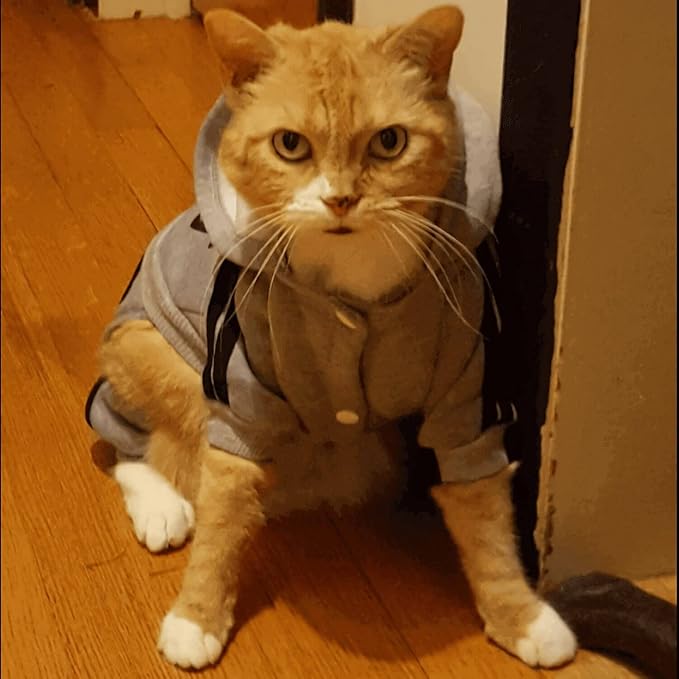 Cute Dog Hoodie Sweater Tracksuit Coat Jacket Winter Pajamas Jumpsuit Clothes Clothing 4-Legs Grey for Cat Puppy Small Medium Big All Type Dogs (Large)