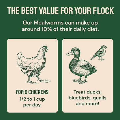 Hatortempt 20lb Dried Mealworms for Chickens - 50% Protein and 32% Essential Fats to Support Healthy Feather Growth During Molt - Organic Treats for Chickens, Ducks, Wild Birds & Reptiles