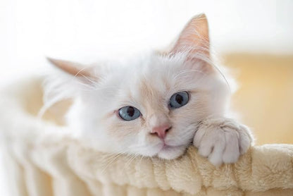 SHA CERLIN Cat Tree 36 Inches Cat Tower with Hammock, Sisal Scratching Post for Indoor Kittens, Small Room, Beige