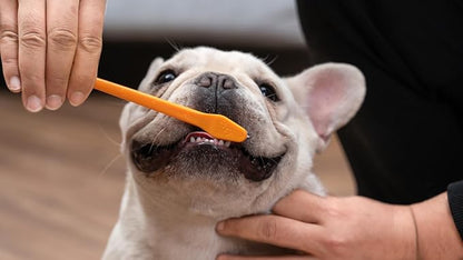 Arm & Hammer Complete Care Dog Dental Kit with Two Flavors: Chicken & Peanut Butter Enzymatic Dog Toothpaste, Toothbrush, & Finger Brush, Baking Soda + Calcium, 2.5oz Each