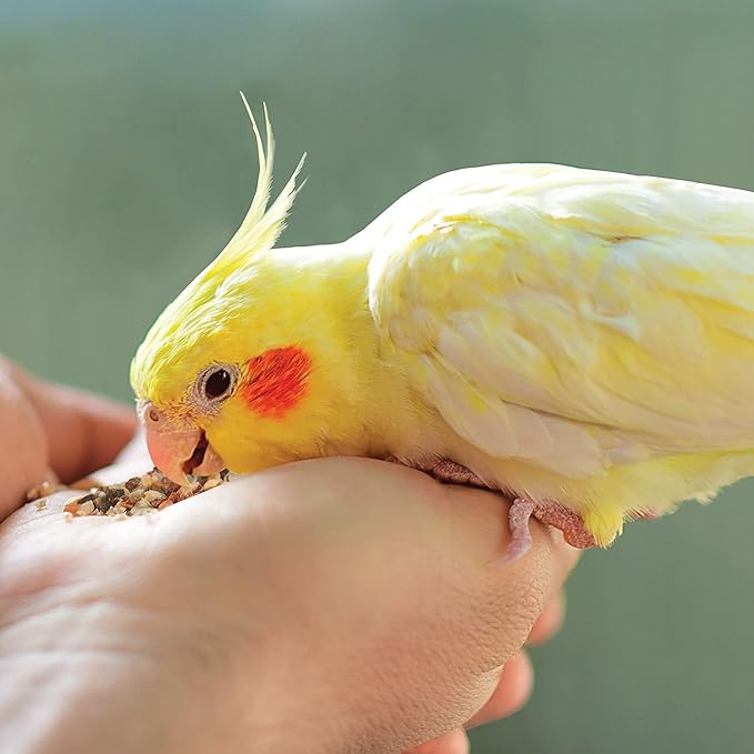 Kaytee Food From The Wild Natural Snack Food Treats For Pet Birds, 3 oz