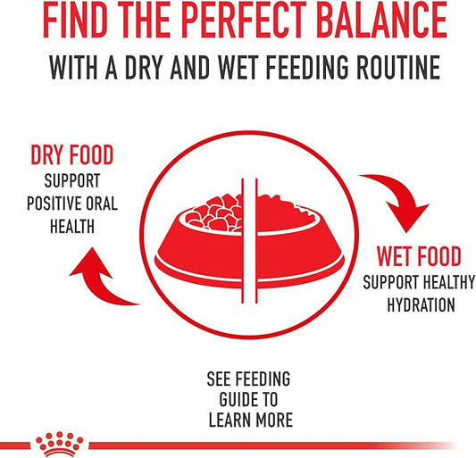 Royal Canin Canine Health Nutrition Adult Beauty Loaf in Sauce Dog Food, 5.2 oz (Pack of 12)