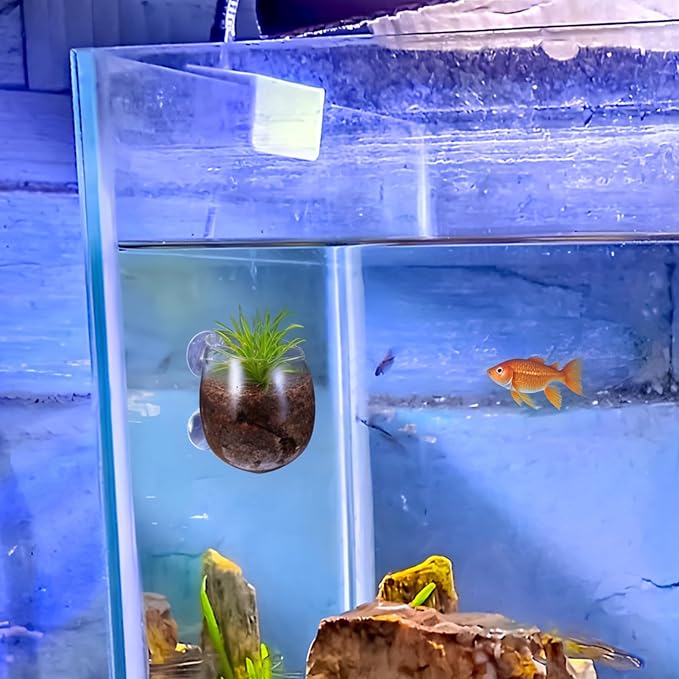 Toddmomy Aquarium Plant Holder 2 Pack with 4 Suction Cups Clear Aquatic Plant Pots for Fish Tank Decoration Betta Resting Spot and Aquascaping Accessory