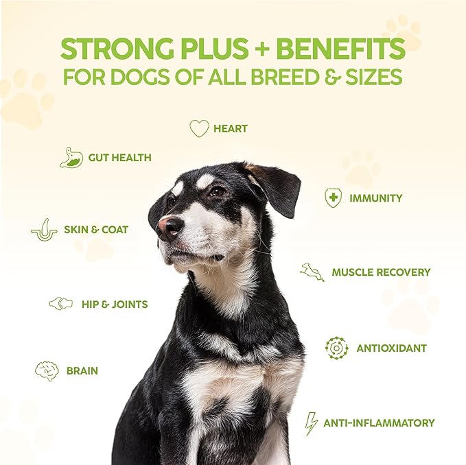 King Kanine Strong Plus Probiotic, Protein & Joints 6 oz | Organic Powder to Improve Join Mobility & Gut Health | Supplement for Dogs Care Made with Minerals & Vitamins | Veterinarian Approved