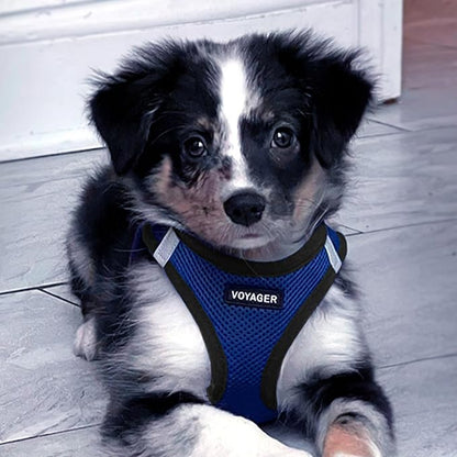 Best Pet Supplies Voyager Step-in Air All Weather Mesh Harness and Reflective Dog 5ft Leash Combo with Neoprene Handle, for Small, Medium and Large Breed Puppies - Set (Royal Blue/Black Trim), Medium