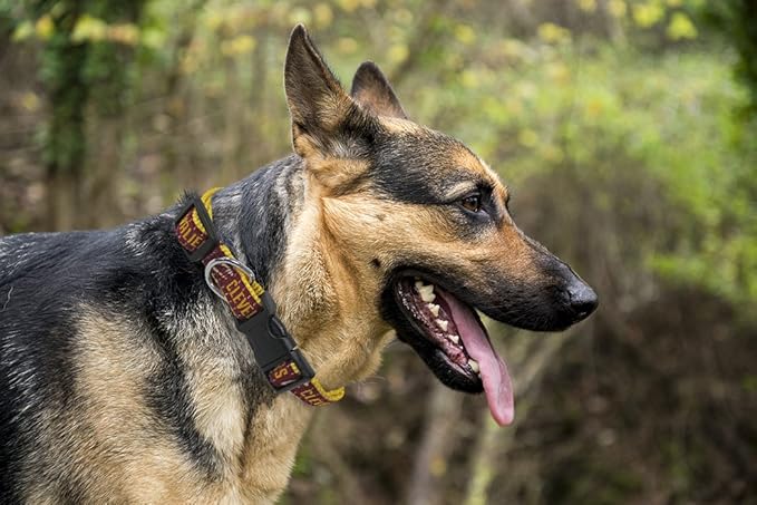 NBA CLEVELAND CAVALIERS Dog Collar, Size Large. Best Pet Collar for all Sports Fans