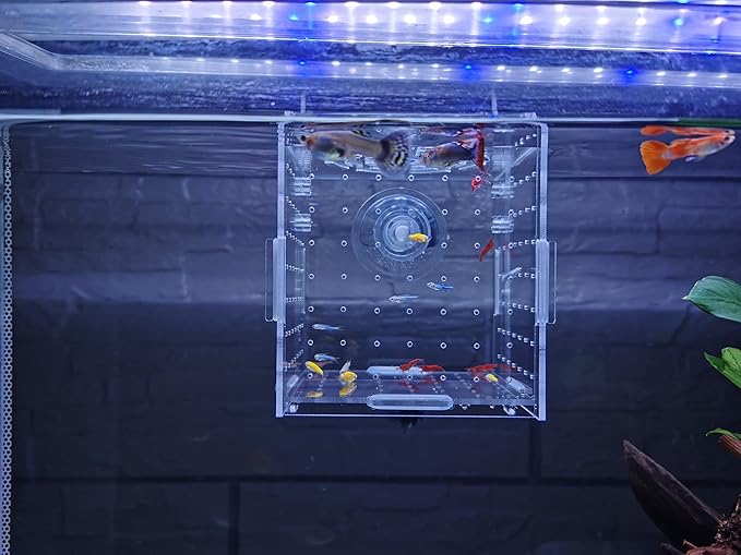 AWXZOM Acrylic Fish breeding Box, Acrylic Fish Isolation Box, Fish Separator for Aquarium, Hatchery Incubator with Suction Cups for Small Baby Fishes Shrimp Clownfish Guppy (3.9 * 3.9 * 3.9inch)