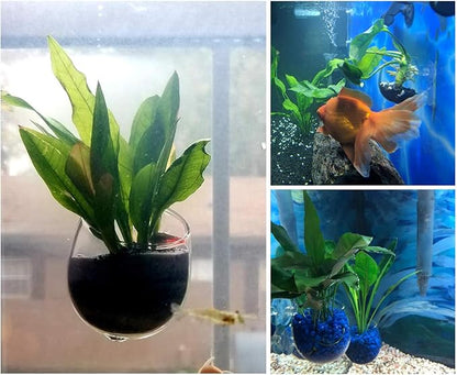 DS. DISTINCTIVE STYLE Aquatic Plant Cups 2 Pieces Crystal Glass Plant Pot with 2 Suction Cups for Aquarium Decoration