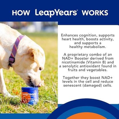 Leap Years Soft Chew Dog Health Supplement – Dog Cognitive Supplement, Supports Longevity of Your Pet, Brain, Heart & Muscle; Powerful NAD for Dogs + Senolytic Formula, Vet-Formulated, Large Breed