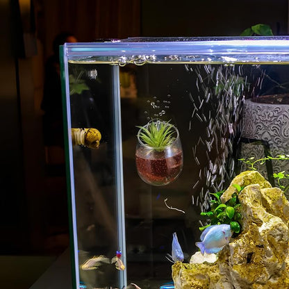 Toddmomy Aquarium Plant Holder 2 Pack with 4 Suction Cups Clear Aquatic Plant Pots for Fish Tank Decoration Betta Resting Spot and Aquascaping Accessory