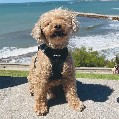 Best Pet Supplies - All Weather Mesh / Plush, Reflective, No Pull Harness for Small, Medium Dogs, Cats - Secure with Hook & Loop Fastener, Buckle, Double D-Rings - Black/Black Trim, XL