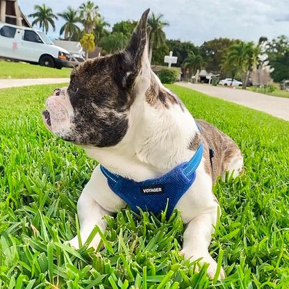 Best Pet Supplies Voyager Adjustable Step-in Flex Breathable Mesh Dog Harness for Small Medium Large Dogs Leash Set (Royal Blue), S