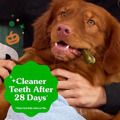 Greenies Veterinarian-Recommended, Limited-Edition Natural Dental Dog Treats Regular Size, Pumpkin Spice Flavor, 12 oz. Pack, 12 Count