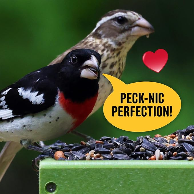 Cool Birds All Birds Wild Bird Seed – 10 lb. Classic Blend with Black Oil Sunflower, White Millet, Safflower, Peanuts & Sunflower Hearts – Balanced Bird Food for Outside Feeders