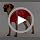 Kuoser Recovery Suit for Dogs After Surgery, Female Dog Onesie for Surgery