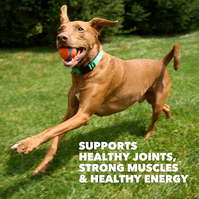 IAMS Proactive Health High Protein Dry Dog Food with Chicken & Beef, 15 lb. Bag