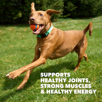 IAMS Proactive Health High Protein Dry Dog Food with Chicken & Beef, 15 lb. Bag