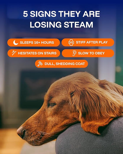 Dog Longevity Supplement NAD+ & NMN - Joint Health, Vitality & Healthy Aging - Nano liposomal Technology - Easy to Give Every Day - Better Absorption - Resveratrol - CoQ10