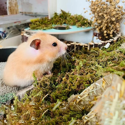 DR.DUDU 5L Forest Moss for Hamster Bedding Nesting, Syrian Gerbils Hamster Cages Accessories, Perfect for Small Animals Terrarium Moss