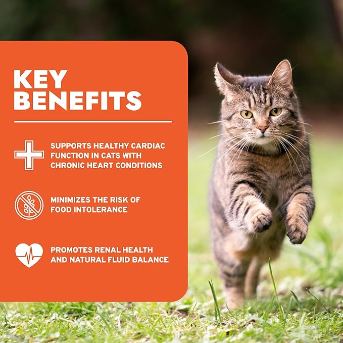 Forza10 - Cat Food, Limited Ingredient Cat Food for Kidney Support, Non-GMO, Fish Flavor, Crafted for Adults, Made in Italy (0.88 lb)