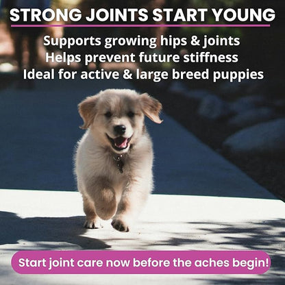 Under the Weather Pet Hip & Joint Chews for Dogs | Vet Formulated Dog Joint and Hip Supplement | Daily Chews with Chondroitin & MSM for Mobility & Flexibility Support | 60 Count