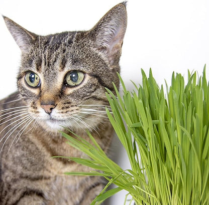 SmartyKat Sweet Greens Cat Grass Seed Grow Kit - 1 Ounce (Pack of 4)