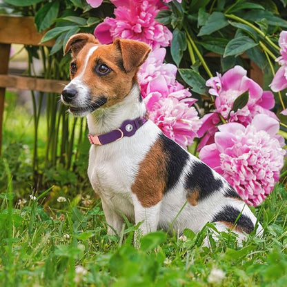 AirTag Dog Collar for Small Medium Large Breed - Adjustable Cute Pattern Dog Collar with Airtag Holder - Soft Leather Tracker GPS Apple Air Tag Pet Collars (Large, 17"-21" Neck Fit, Peonies)