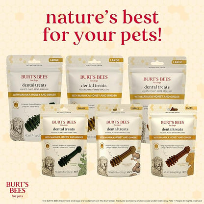 BURT'S BEES FOR PETS Dental Treats for Dogs with Manuka Honey & Ginger, Holistic, Plant-Based Oral Care, 98% Natural Origin Formulas, Peppermint Flavor, Dog Treats Small Dogs, Sz Md/Lg 10ct, 7.7 oz