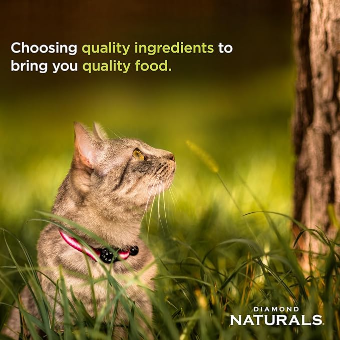 Diamond Naturals Active Cat Adult Dry Cat Food Chicken Protein Formula from Cage-Free Chicken with Superfoods, Probiotics, Antioxidants and Essential Nutrients 6lb
