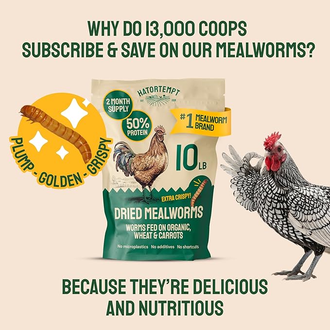 Hatortempt 20lb Dried Mealworms for Chickens - 50% Protein and 32% Essential Fats to Support Healthy Feather Growth During Molt - Organic Treats for Chickens, Ducks, Wild Birds & Reptiles