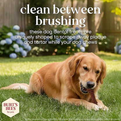 BURT'S BEES FOR PETS Dental Treats for Dogs with Manuka Honey & Ginger, Holistic, Plant-Based Oral Care, 98% Natural Origin Formulas, Sweet Potato Flavor, Dog Treats Medium Dogs, Sz Md/Lg 5ct, 7 oz