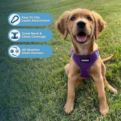 Best Pet Supplies Voyager Step-in Air Harness - All Weather Mesh, Reflective, No Pull Harness for Dogs, Cats - Secure with Hook & Loop Fastener, Buckle, Double D-Rings - Purple, XL