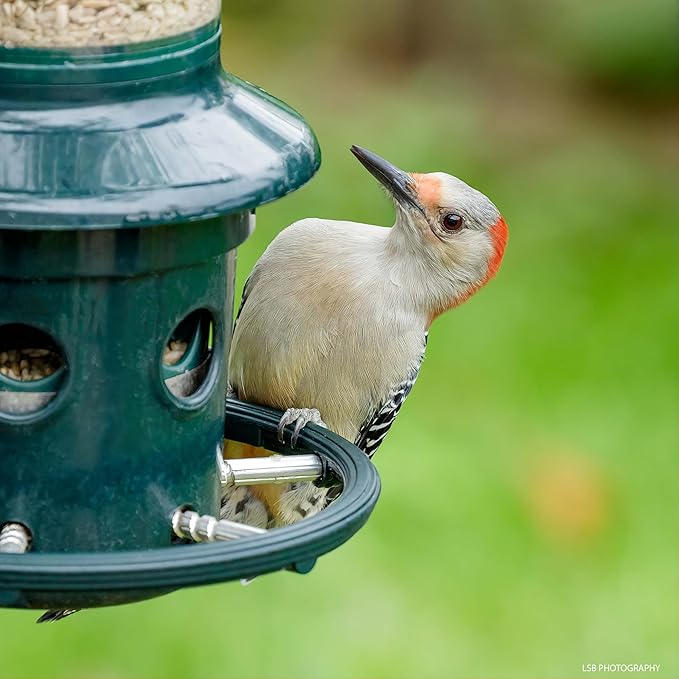 Squirrel Buster Plus Squirrel-proof Bird Feeder w/Cardinal Ring and 6 Feeding Ports, 5.1-pound Seed Capacity, Adjustable, Pole-mountable (POLE ADAPTOR SOLD SEPARATELY), Green