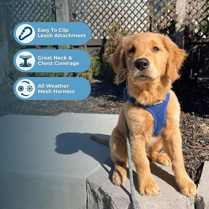 Best Pet Supplies Voyager Step-in Air All Weather Mesh Harness and Reflective Dog 5ft Leash Combo with Neoprene Handle, for Small, Medium and Large Breed Puppies - Set (Royal Blue), X-Small