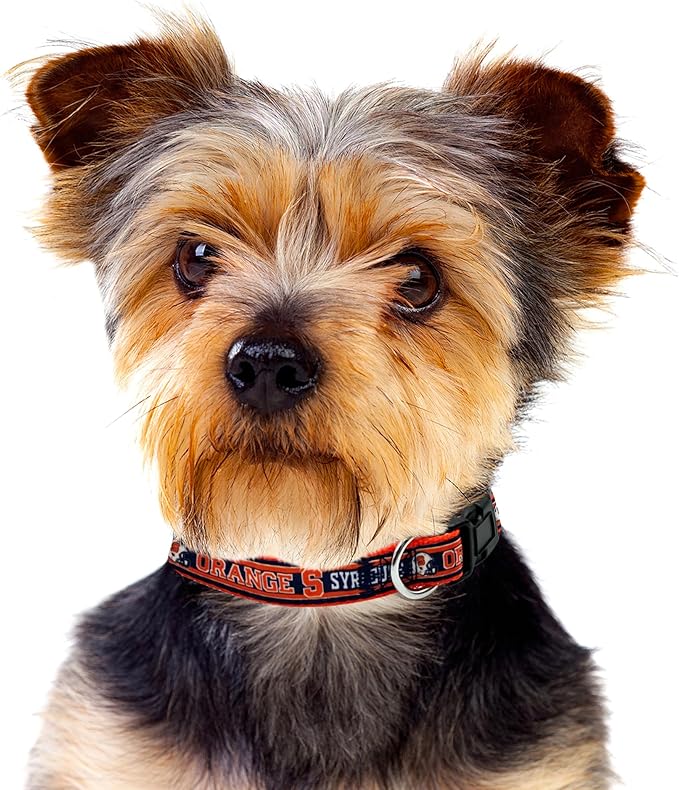 Pets First Collegiate PET Collar NEW VERSION Syracuse Orange Dog Collar, Size Medium. Best Sports Team Color for Dogs & Cats. A Shiny & Colorful Dog & Cat Collar Licensed by The NCAA