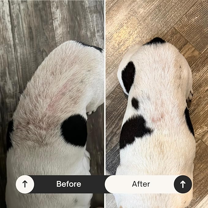 Show Out Skin & Wounds Spray for Dogs — Helps Control Dog Mange & Itchy Skin | Natural Relief for Hot Spots, Ringworm & Dermatitis | Gentle, Vet-Level Care (8 oz)