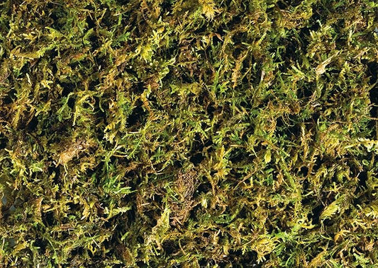 Exo Terra Forest Plume Moss, 7 Quarts, 2-Pack