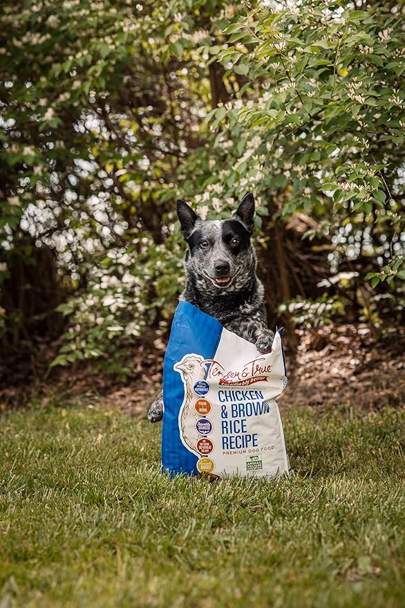 Dog wearing a bag of Pedigree dog food in a natural setting