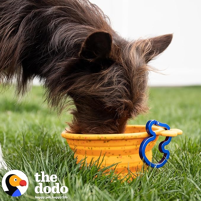 The Dodo Collapsible Dog Bowl, Yellow; Travel Dog Bowl That Folds Flat and Clips with Carabiner for Easy Storage and Carry